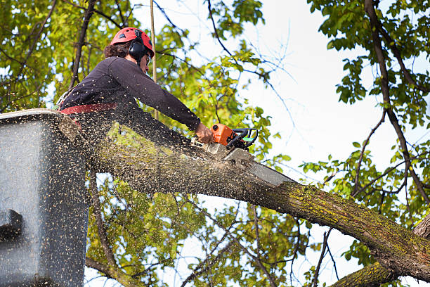 Tree Services